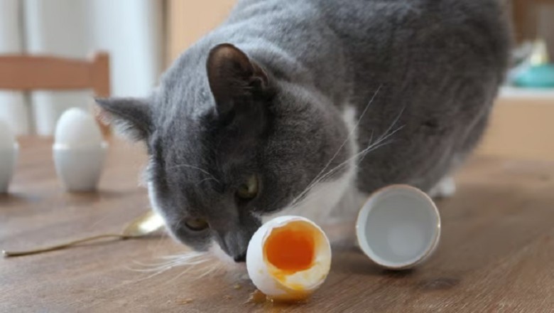Can Cats Eat Eggs? Your Complete Guide to Safely Introducing Eggs Into Your Feline Friend's Diet!