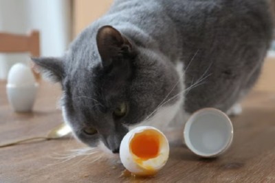 Can Cats Eat Eggs? Your Complete Guide to Safely Introducing Eggs Into Your Feline Friend's Diet!