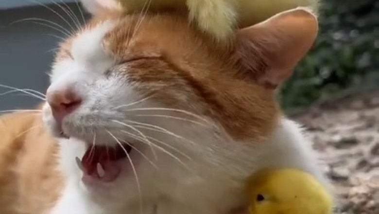 Cat and Chicks: Unexpected Best Friends in the Cutest Video Ever!