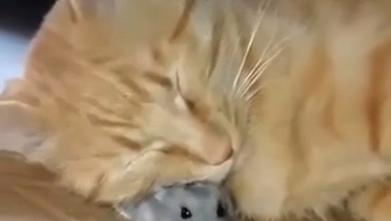 Cat Nap on a Mouse: The Cutest Power Struggle Ever!