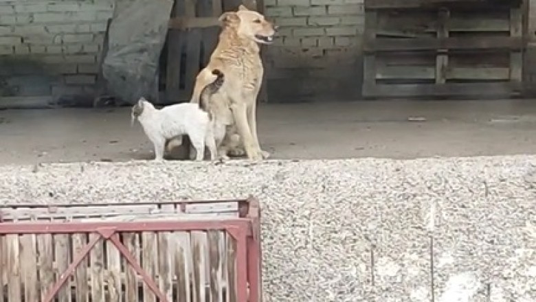 Cat vs. Dog: The Funniest Frenemies You'll Ever See!