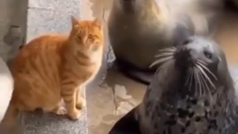 Cat vs. Seal: The Funniest Unexpected Smackdown!