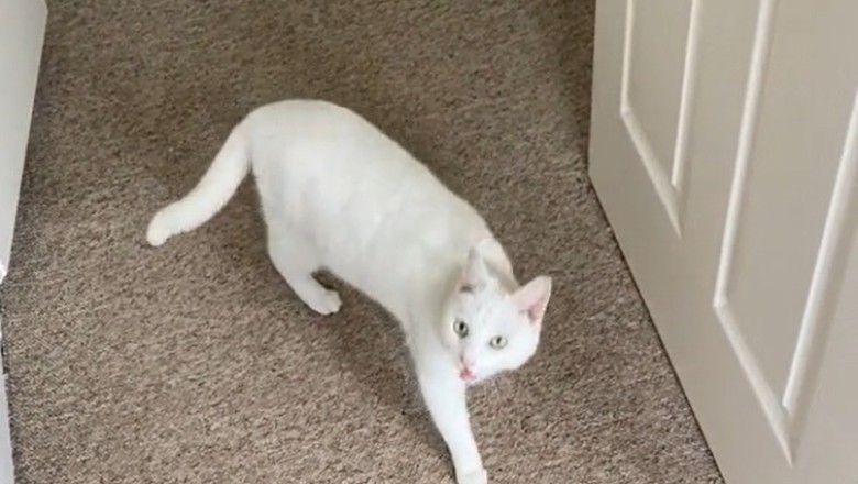 Chatty Cat Wants to Talk: Hilarious Feline Conversations!