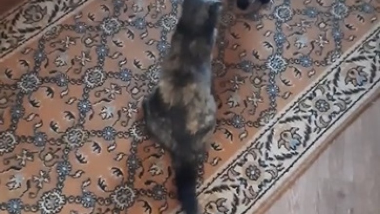 Claws Out! Epic Battle of the Felines: Two Cats Fighting!