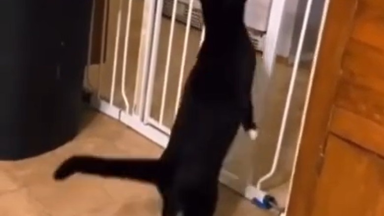 Determined Cat vs. Unyielding Barrier: Who Will Win?