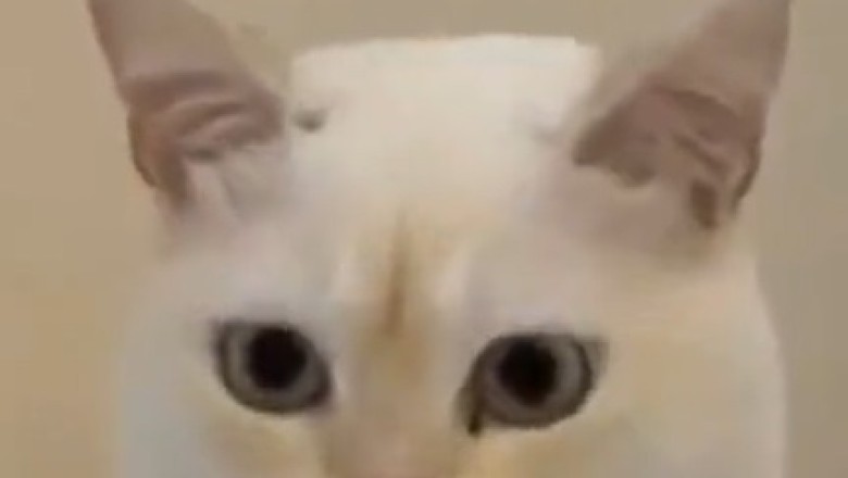 Feline Funnies: The Ultimate Cat Comedy Compilation!