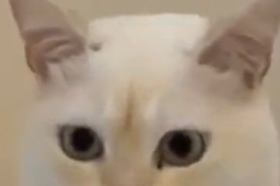 Feline Funnies: The Ultimate Cat Comedy Compilation!