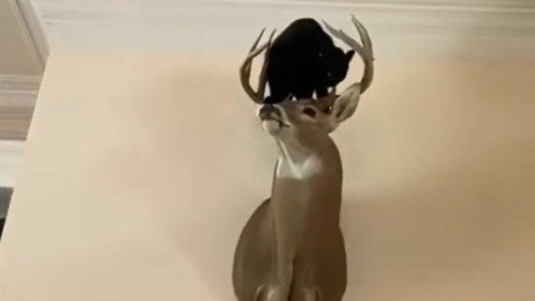 Gravity-Defying Cat Fails: Watch What Happens When This Cat Takes a Tumble!