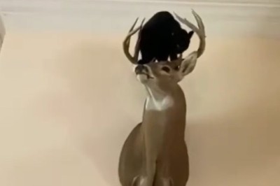 Gravity-Defying Cat Fails: Watch What Happens When This Cat Takes a Tumble!