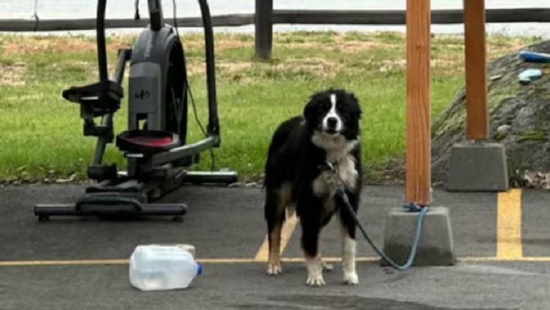 Heartbreaking Tale: Abandoned Dog "Buddy" Finds Hope at Shelter