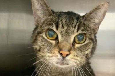 Heartfelt Plea for 17-Year-Old Daisy: Internet Rallies to Find a Forever Home for Abandoned Senior Cat!