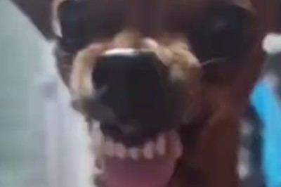 Pets Gone Wild: Hilarious Compilation of Funny Animal Antics!