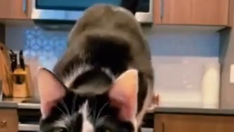 Purr-fect Financier: Watch This Cat Counting Cash!