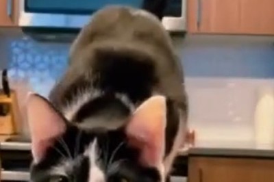 Purr-fect Financier: Watch This Cat Counting Cash!