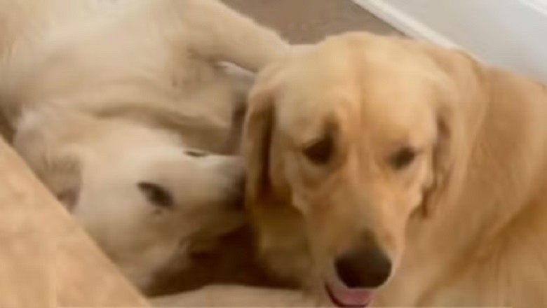 Sibling Shenanigans: Golden Retriever Duo Sailor and Buoy's Adorable Rivalry Goes Viral!