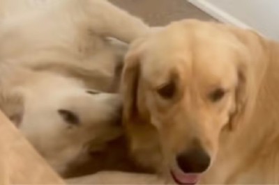 Sibling Shenanigans: Golden Retriever Duo Sailor and Buoy's Adorable Rivalry Goes Viral!