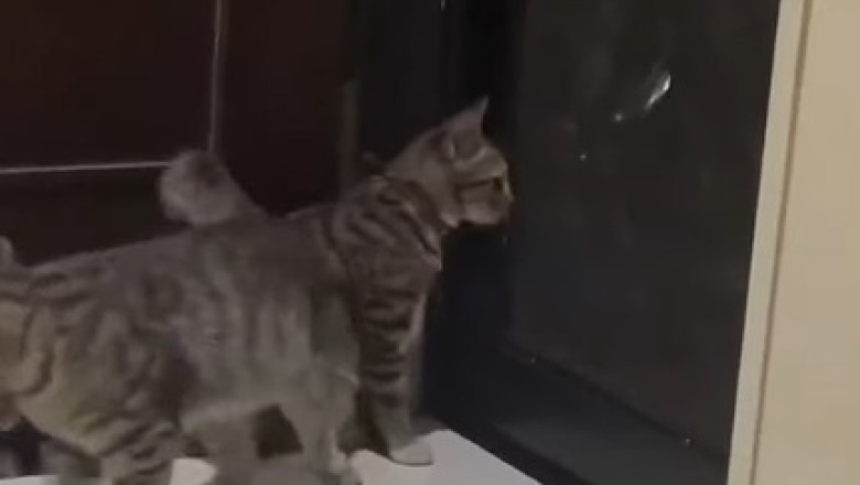 Two Cats, One Closed Door: The Funniest Escape Attempt Ever!