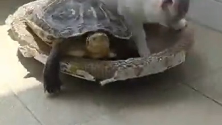Unlikely Friends: Cat and Turtle's Adorable Friendship!