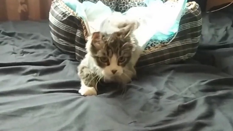 When Cats Think They're Ninjas: Ultimate Funny Cat Fails Compilation!