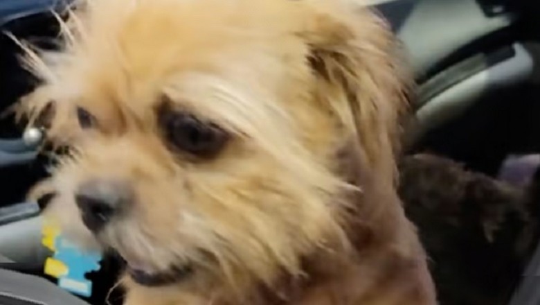 Daughter's Heartwarming Gesture: Rescuing Dog After Owner's Passing