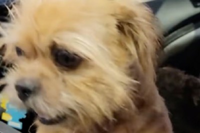 Daughter's Heartwarming Gesture: Rescuing Dog After Owner's Passing