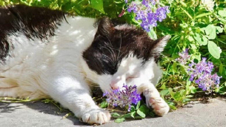 Guide to Understanding a Dying Cat: Signs and Behaviors in Cats Near Death