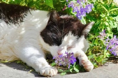 Guide to Understanding a Dying Cat: Signs and Behaviors in Cats Near Death