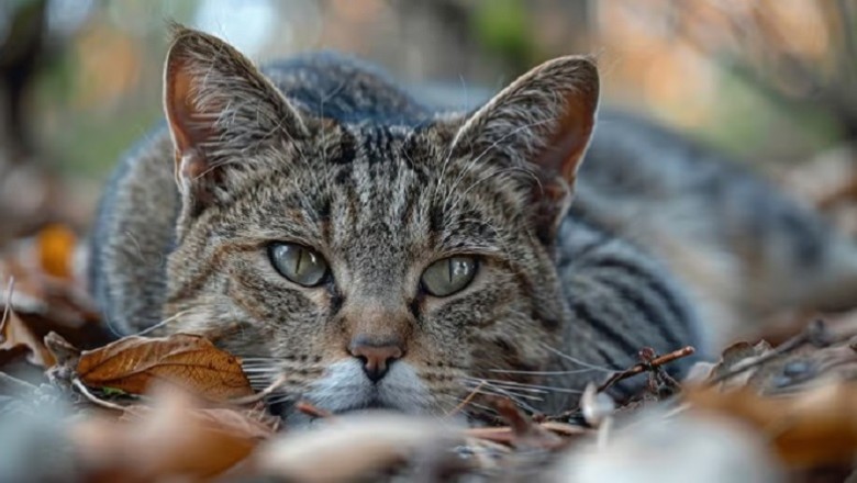 Understanding How Cats Die of Old Age: Signs and Considerations