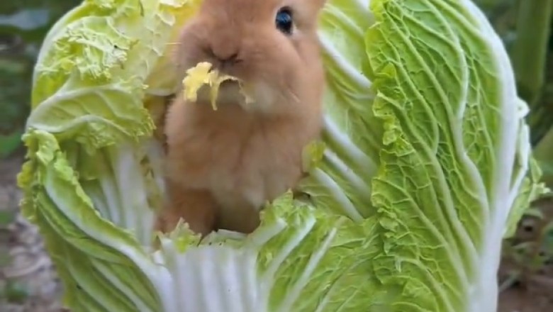 Adorable Bunny Devours Lettuce in the Most Hilarious Way - You Won't Believe Your Eyes!