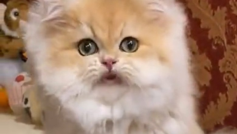 Adorable Kitten Takes Over the Internet with its Hilarious Antics - You Can't Miss This!