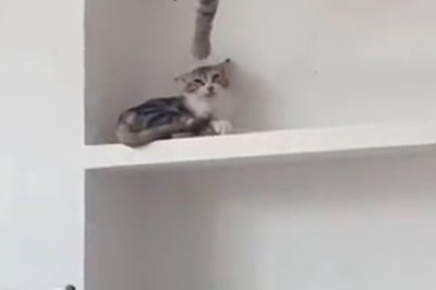 Cat Fail Alert: Hilarious Video of Cat Learning the Hard Way!