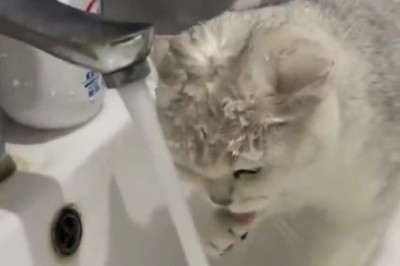 Cat vs. Tap: The Epic Showdown of Speed and Agility!