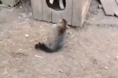 Claws Out! Watch an Epic Showdown as a Fearless Cat Takes on a Puzzled Dog in Their Hilarious House Battle!