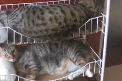 Double Trouble: The Hilarious World of Cats That Look Alike!