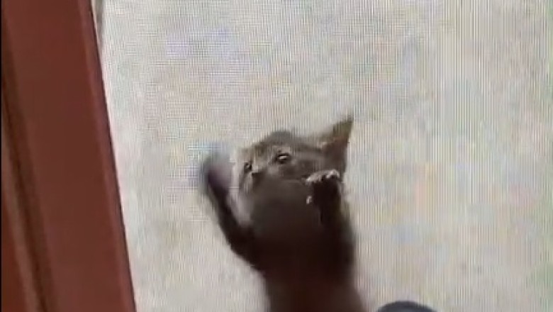 Get Ready to LOL: Beautiful Kittens Take Comedy to a Whole New Level in This Hilarious Video!