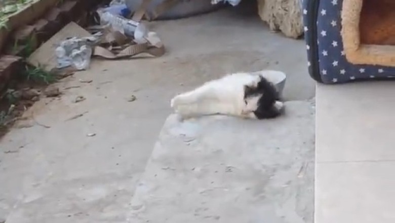 Glamour Meow-tivation: Watch the Unbearably Cute Antics of a Beautiful Kitten in this Side-Splitting Video!