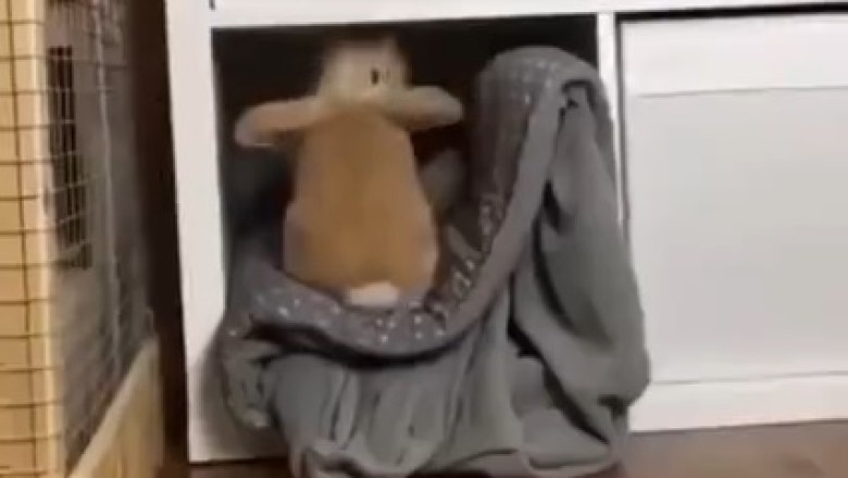 Hilarious Compilation of Pets Being Silly - Prepare to Laugh Your Heart Out!