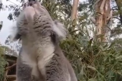 Hilarious Encounter: Watch as a Koala Leaves Everyone in Stitches with Its Unexpected Shouts!