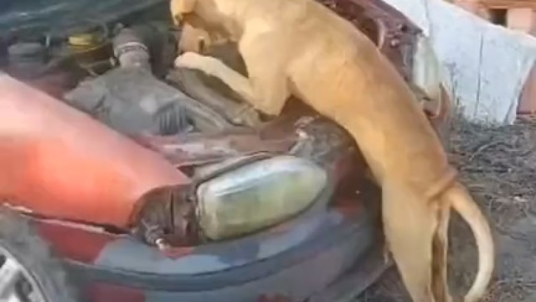 Hilarious Mechanical Dog Goes Rogue - You Won't Believe What Happens Next!