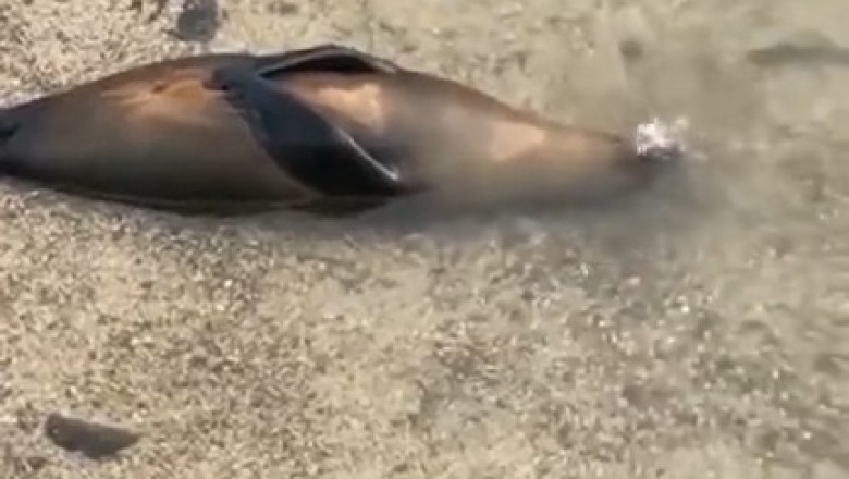 Laugh Out Loud: Hilarious Encounter with a Fish at the Bottom of the Sea!