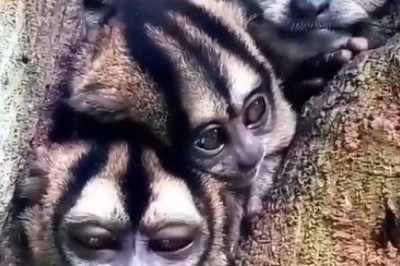 Marmoset Magic! Prepare to LOL at the Adorable Antics of This Funny Monkey!