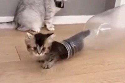 Meow-tastic Adventures: Hilarious Cats Take on the World in this Viral Video!