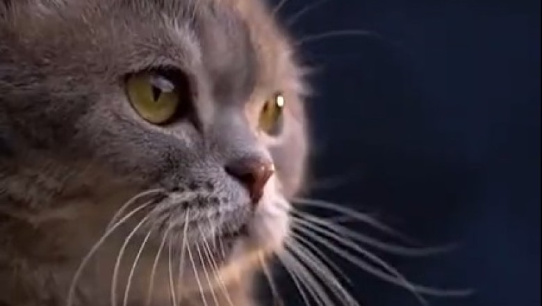 Musically Talented Cat Takes the Internet by Storm - Watch Until the End for a Surprise!
