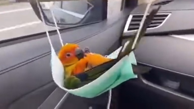 Must-See Moment: Parrot Shows Off Impressive Swing Skills in Adorable and Hilarious Video!