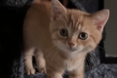 Must Watch: This Beautiful Kitten Will Leave You in Stitches - Cutest Comedy Ever!