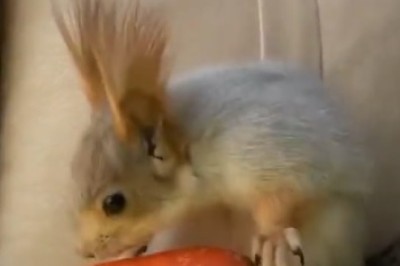 Nutty Eats! Hilarious Video of Squirrel Devouring Carrot Goes Viral!