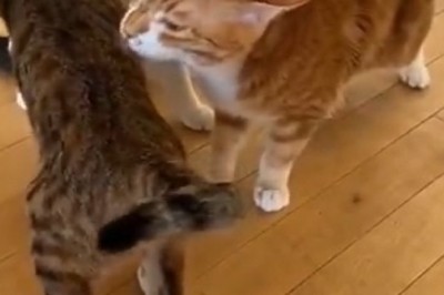 Purr-fect Pyramid! Watch This Adorable Video of a Tri-ing Cat Mastering the Pyramid Pose!