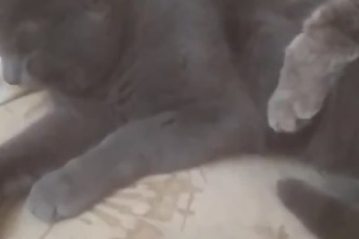 Purr-fectly Adorable: This Lovely Cat Will Melt Your Heart in Seconds!