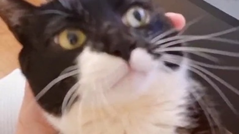 Sugar Rush Alert: Hilarious Video of a Cat with a Sweet Tooth!