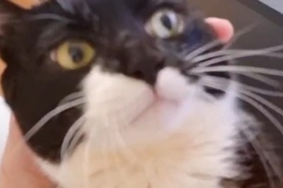 Sugar Rush Alert: Hilarious Video of a Cat with a Sweet Tooth!